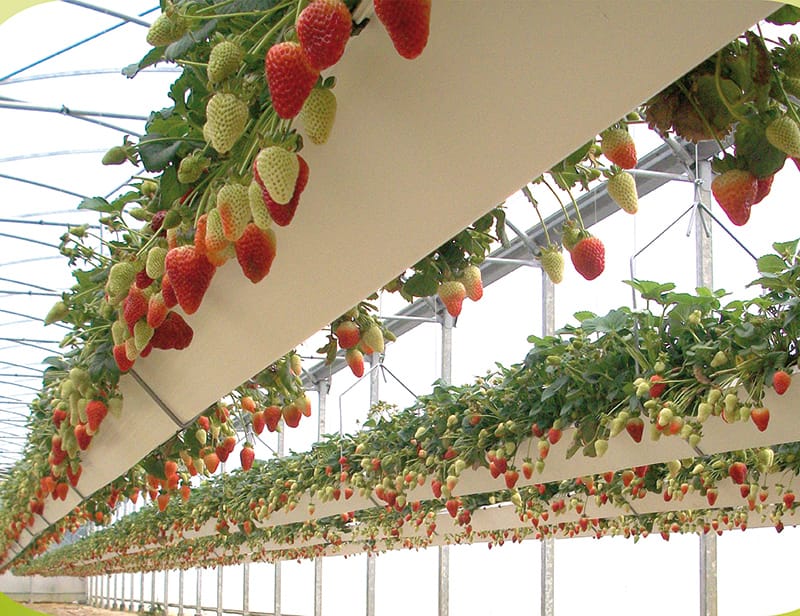 Fruta en japón. Invernadero de frutillas japonesas