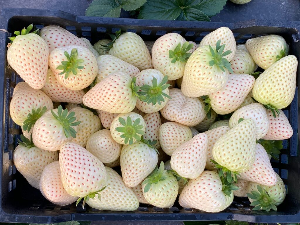 fruta en japón, frutillas blancas
